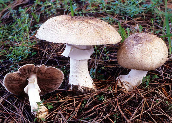 Agaricus perobscurus - Fungi species | sokos jishebi | სოკოს ჯიშები